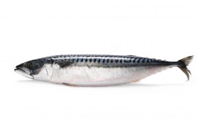 Mackerel