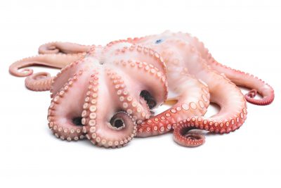 Octopus