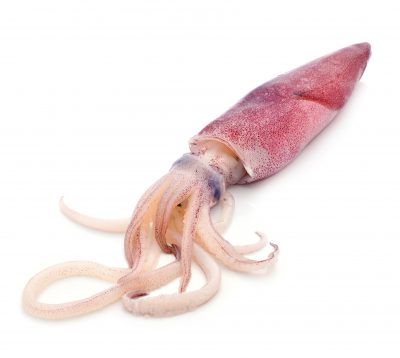 Squid