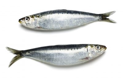 Sardines