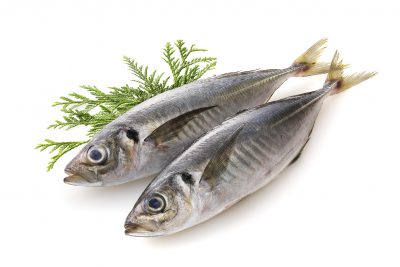 Horse-Mackerel