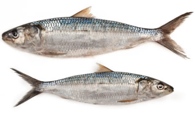 Sardinella